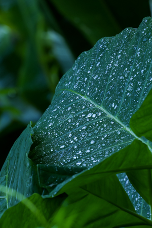 Water drops on a leaf